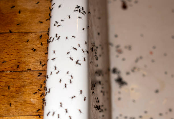 Pest Control for Restaurants in Hermiston, OR