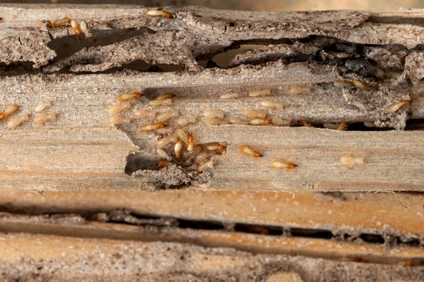 Best Best Pest Control Companies  in Hermiston, OR